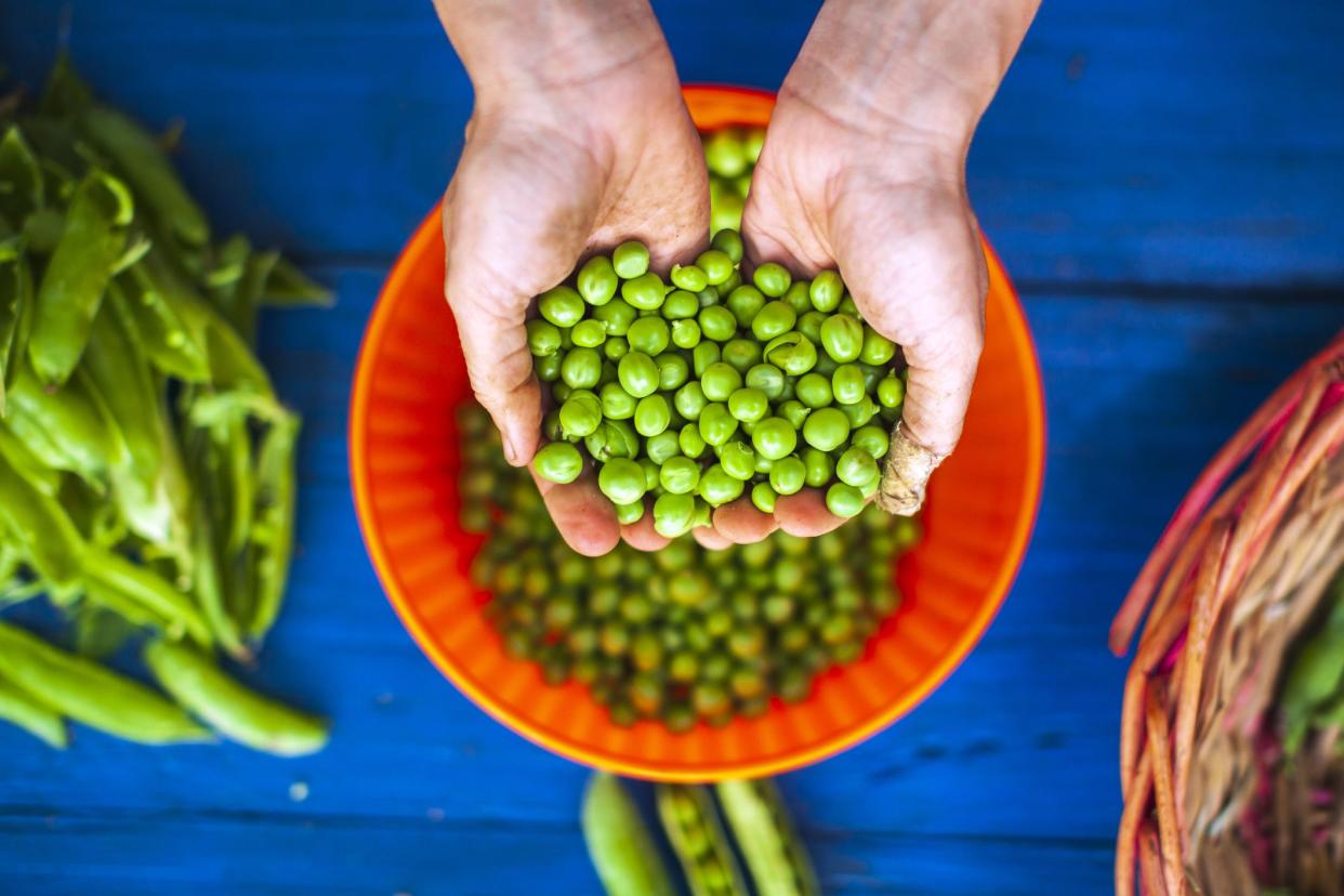 Directly Above Shot of Hands Holding Freshly Podded Sugar Peas