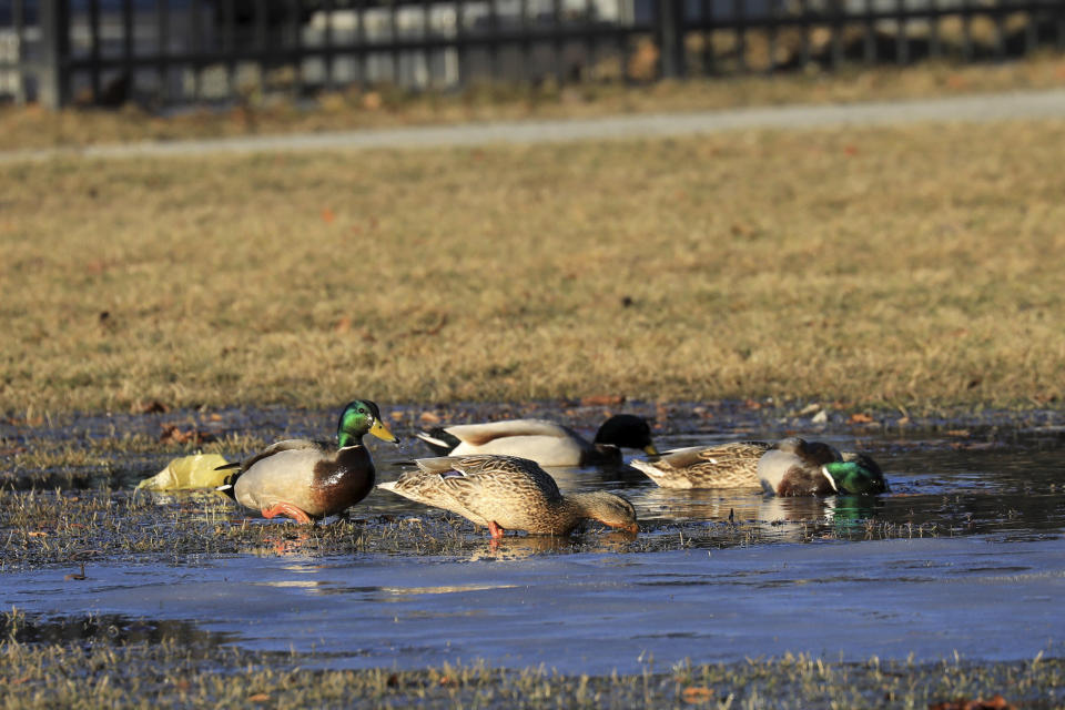 In this Wednesday April, 3, 2019 photo Mallards feed in a puddle of melted snow on the Delaney Park Strip ,in Anchorage. Much of Anchorage's snow disappeared as Alaska experienced unseasonably warm weather in March. (AP Photo/Dan Joling)