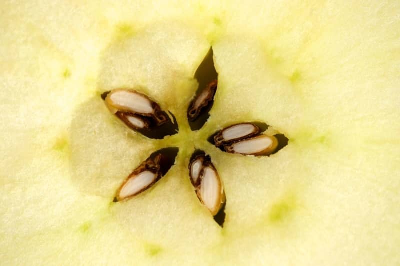 Apple cores, or more specifically the seeds, contain amygdalin, a cyanide-and-sugar based molecule which is converted into hydrogen cyanide  - a highly poisonous substance - by the digestive system. But the substance is only released if you bite into the seeds, and only lethal if you eat very large quantities of them. Peter Endig/dpa