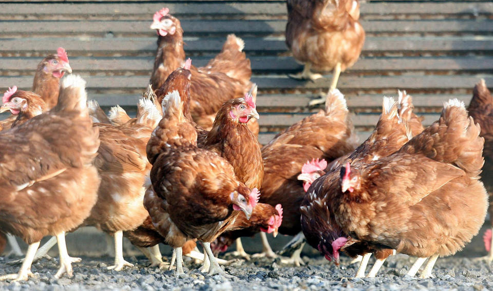 Embargoed to 2000 Monday September 30 File photo dated 21/02/06 of chickens in a poultry farm. Hens that cannot produce their own chicks have successfully acted as "surrogates" to lay eggs from rare chicken breeds.