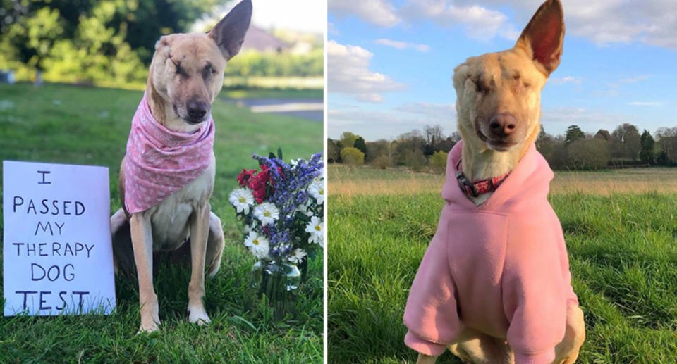 Photos of Maggie who has embraced her new life as a "Cute Happy Disabled Rescue Dog". 