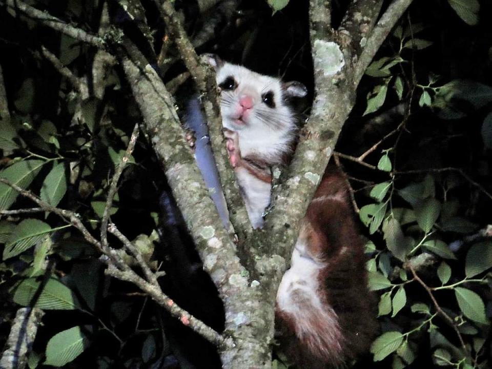 大雪山夜觀活動加開場次，可近距離觀察野生動物。（圖：東勢林管處提供）