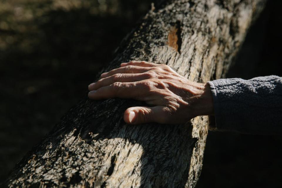 A man's hand grips a branch of a eucalyptus tree, surrounded by shadow.