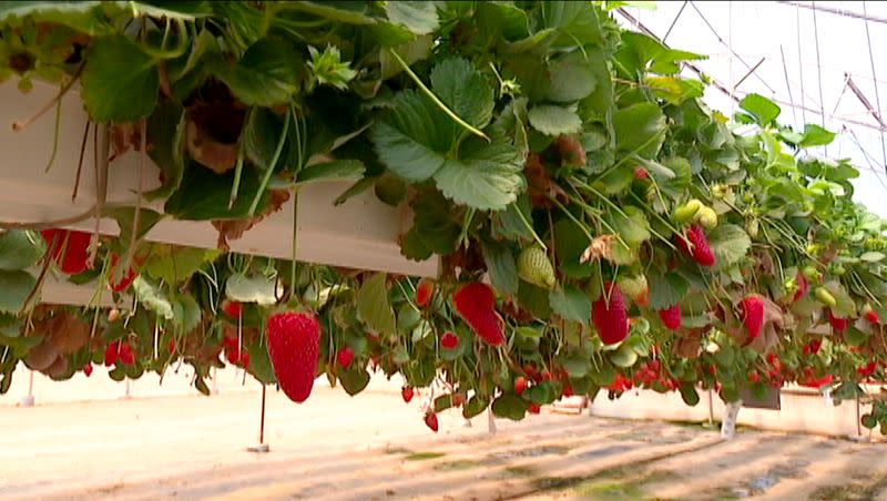 Strawberries are grown at the Ramat HaNegev Research and Development Center in Israel on Tuesday, March 28, 2023.