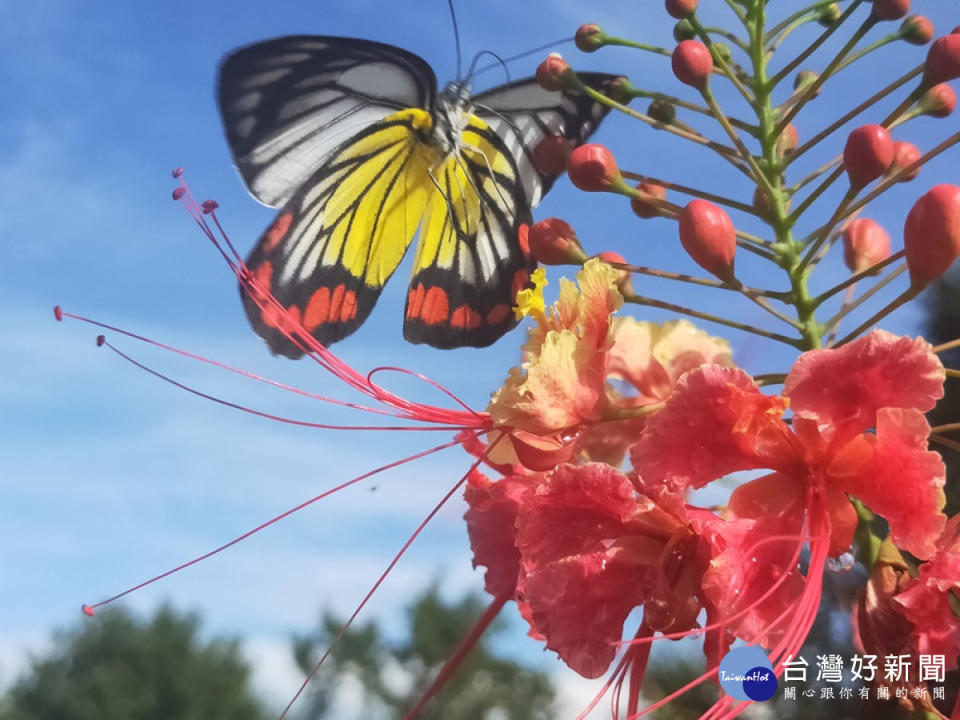 東勢林場園區內6月間可欣賞到翩翩飛舞的紅肩粉蝶。(圖/東勢林場)