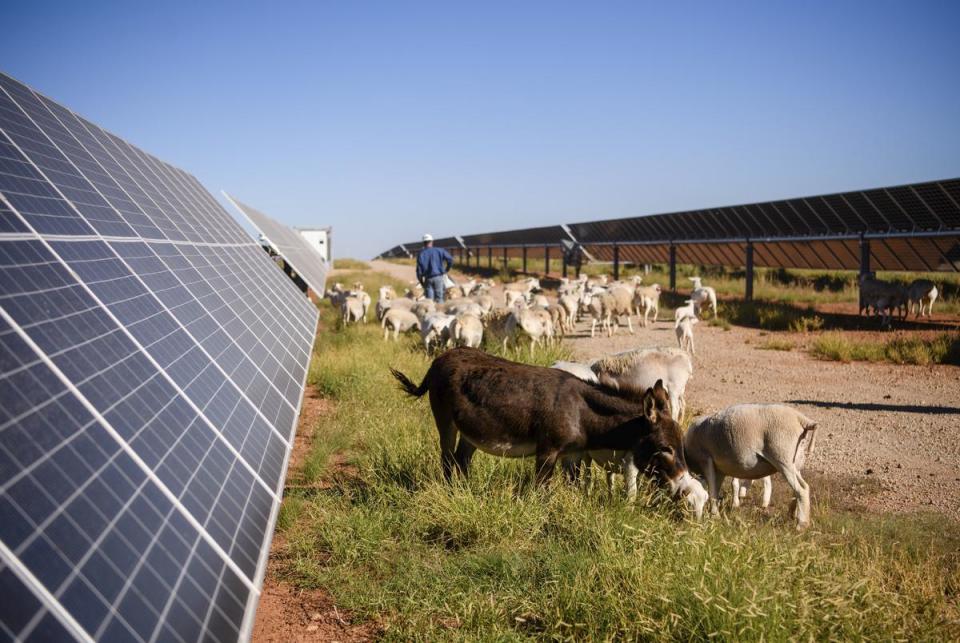 A donkey named Pete grazes with flock of sheep at the Enel solar farm Friday, Oct. 20, 2023, in Haskell County. Pete aids in the protection of the flock from coyotes as they rotate through almost 600 of the solar project’s 1,800 acres.