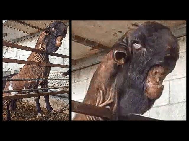 A Damascus goat