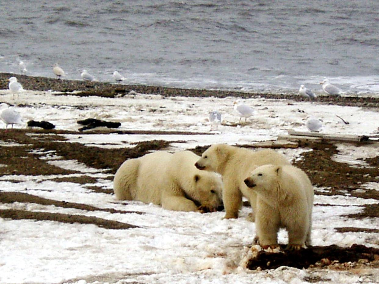  A polar bear and two cubs on the Beaufort Sea coast within the Arctic National Wildlife Refuge (REUTERS)