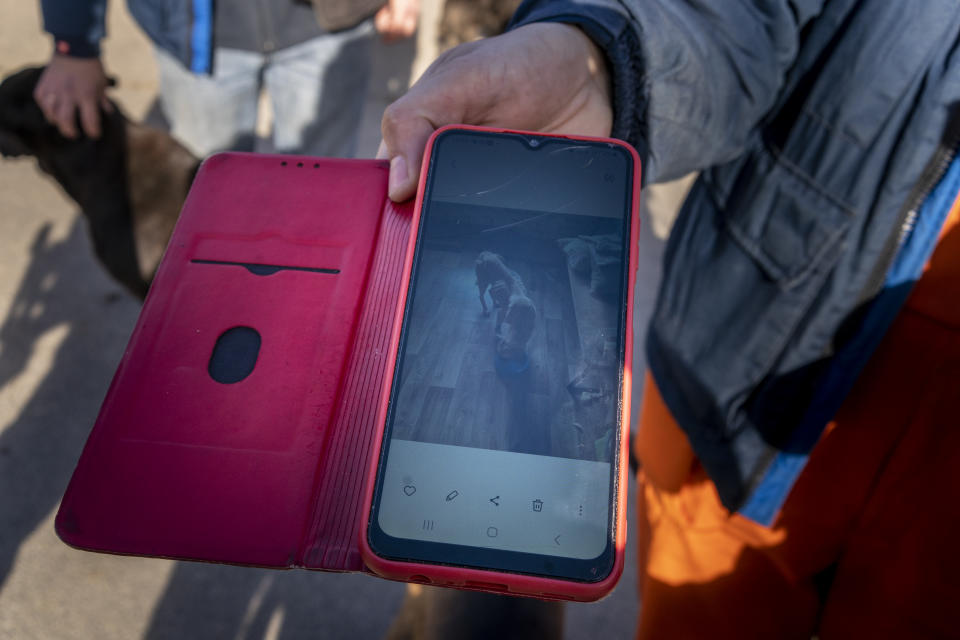 A person holding a smartphone showing a picture of an emaciated dog.