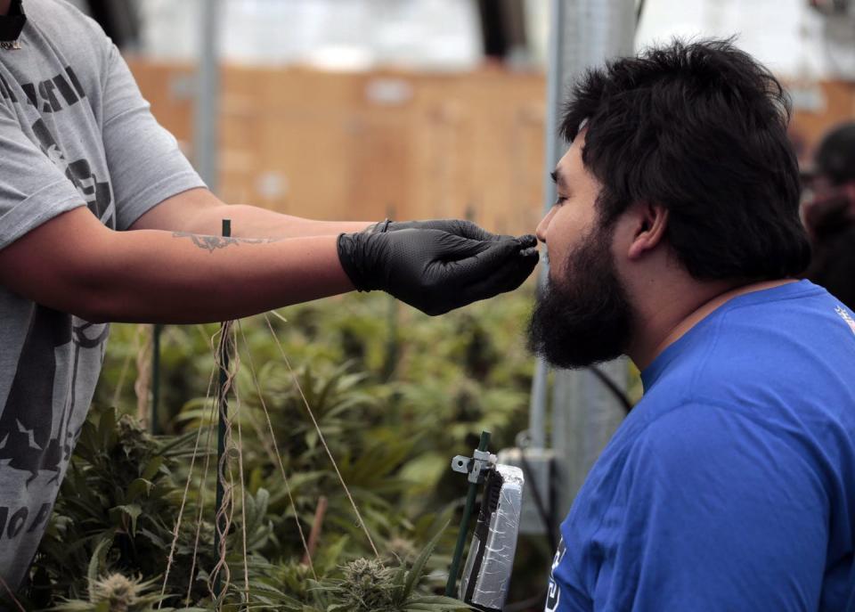 <span class="caption">A man smells a marijuana plant while touring the a recreational marijuana facility on in Denver, Colorado. A group of ten tourists and Colorado residents travelled to a marijuana dispensary and a grow operation while consuming marijuana in the My 420 Tours vehicle.</span> <span class="attribution"><span class="source">THE CANADIAN PRESS/Joe Mahoney</span></span>