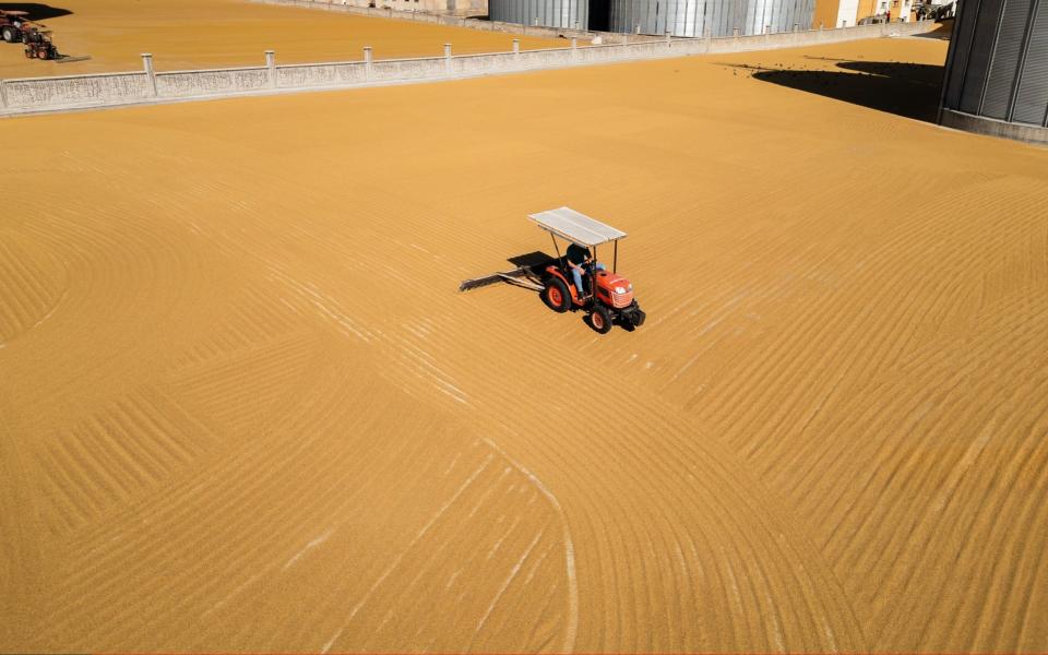 Wheat harvested from the fields in Mardin, one of Turkey's important trade centres, is sun-dried and processed by machines to turn into bulgur