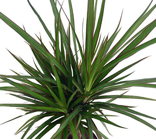 30) Madagascar Dragon Tree - Dracaena marginata - 4" Pot - Easy to Grow House Plant