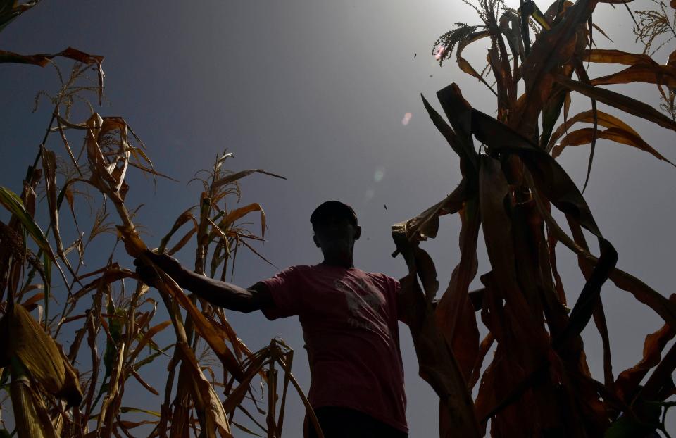 In a photo from July, a farmer who lost his crops because of the drought checks his cornfield in the town of Usulutan, nearly 70 miles southeast of San Salvador, El Salvador. (Photo: OSCAR RIVERA via Getty Images)