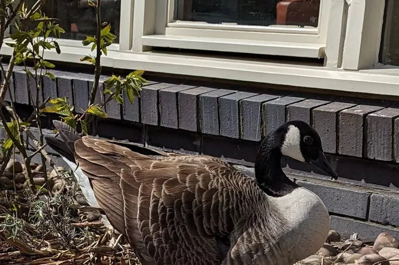 The Canadian goose was fortunate to show no sign of injury -Credit:No credit