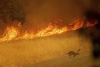 <p>A rabbit flees as a wildfire burns in Guinda, Calif., July 1, 2018.(Photo: Noah Berger/AP) </p>