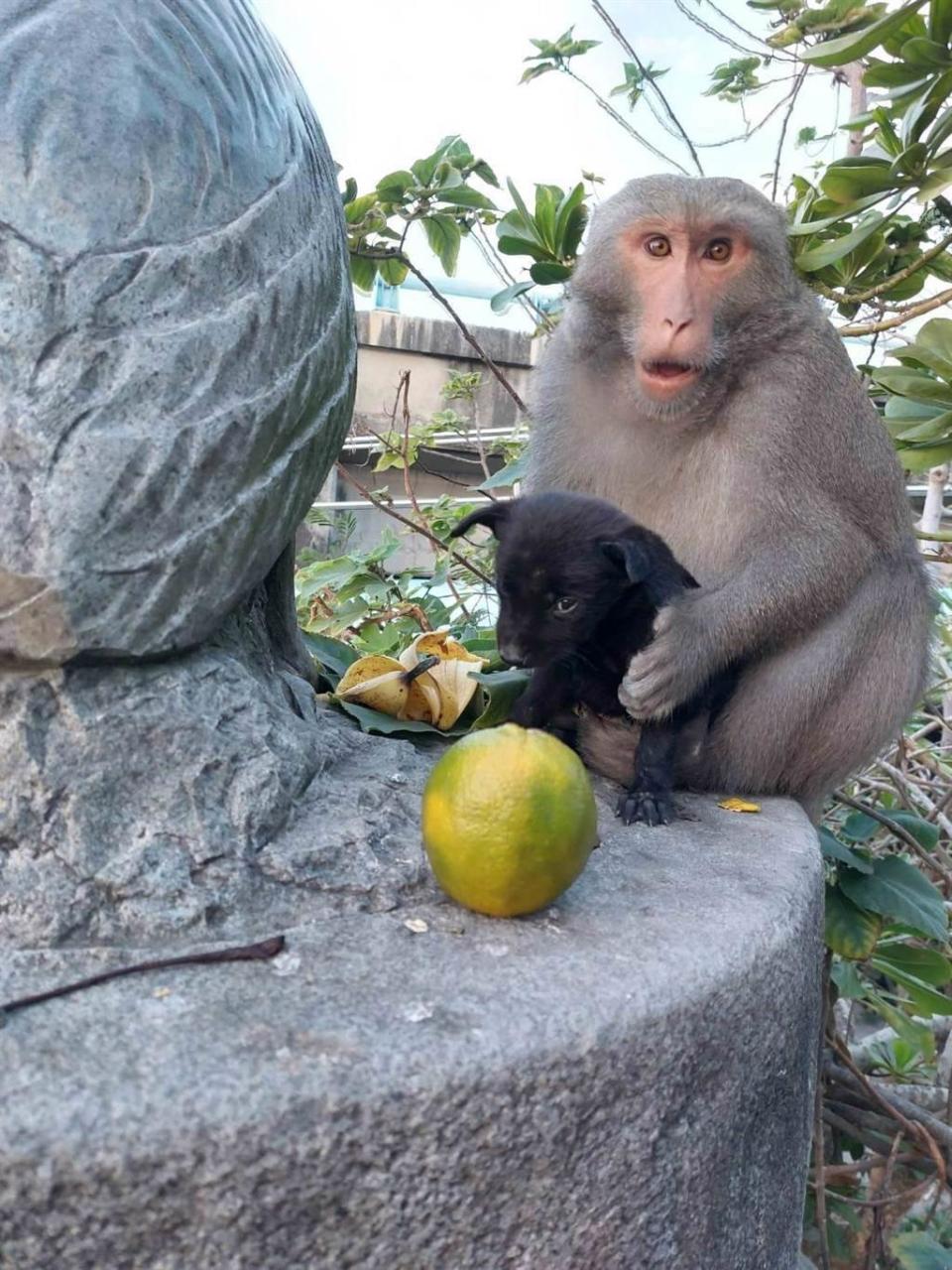 日前嘉義東石的居民才說獼猴把小狗當成孩子照顧，不但會餵小狗吃東西，還會幫牠洗澡。（取自東石之美FB）
