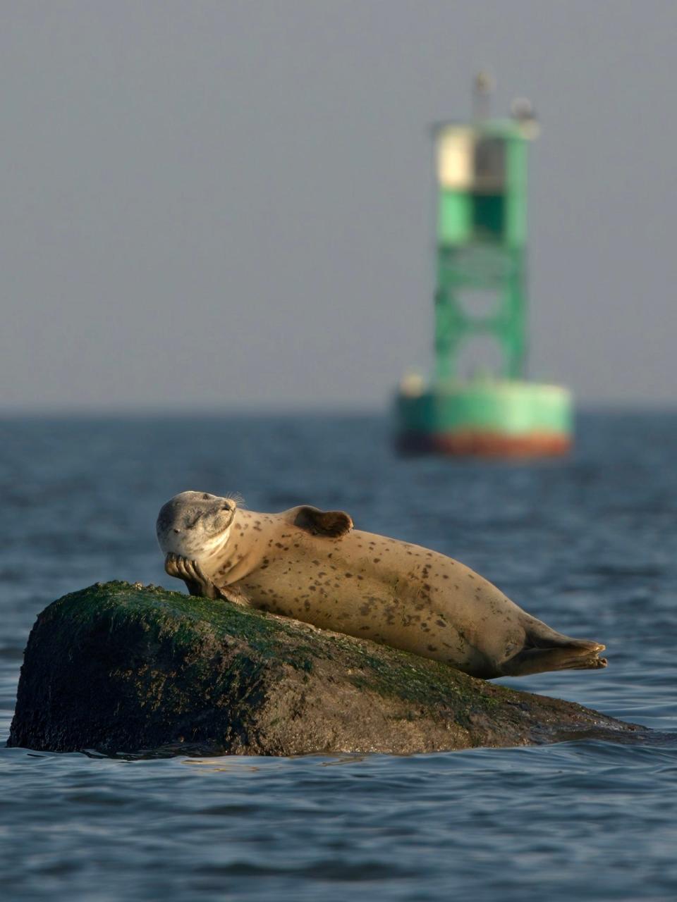 Title: Living the Moment Description: A seal is seen lying on its side near Staten Island, New York.