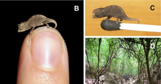 Chameleon Discovered in Madagascar May Be World's Smallest Reptile, Smart  News