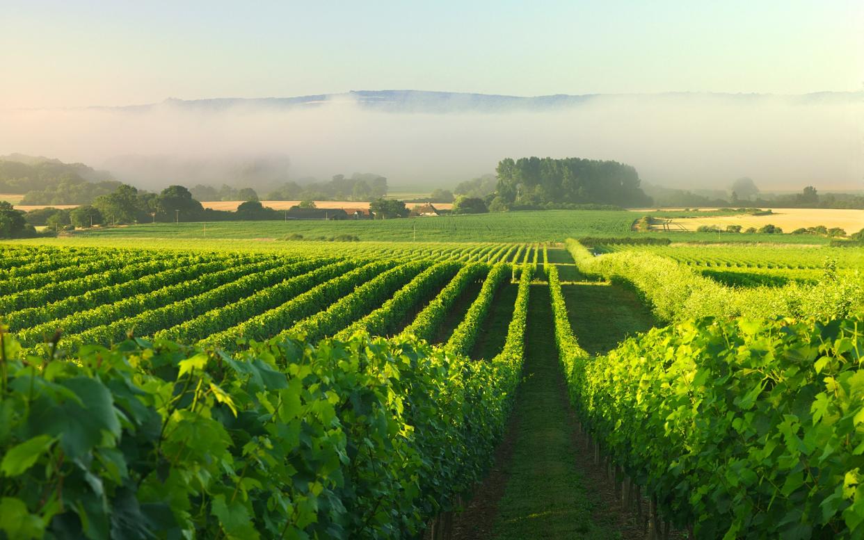 There must be worse ways to earn money than picking grapes - ¬© Charmaine Grieger 2012