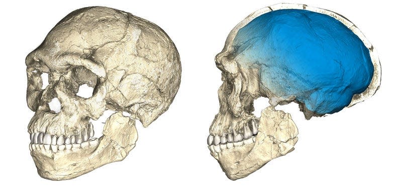 Two views of a composite reconstruction of the earliest known Homo sapiens fossils from Jebel Irhoud in Morocco, based on micro computed tomographic scans of multiple original fossils, are shown in this undated handout photo obtained by Reuters June 7, 2017. Philipp Gunz, MPI EVA Leipzig/Handout via REUTERS   