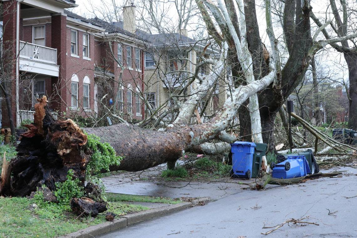 A large tree uprooted during a severe thunderstorm in Lexington, Ky on April 2, 2024. Tasha Poullard/tpoullard@herald-leader.com