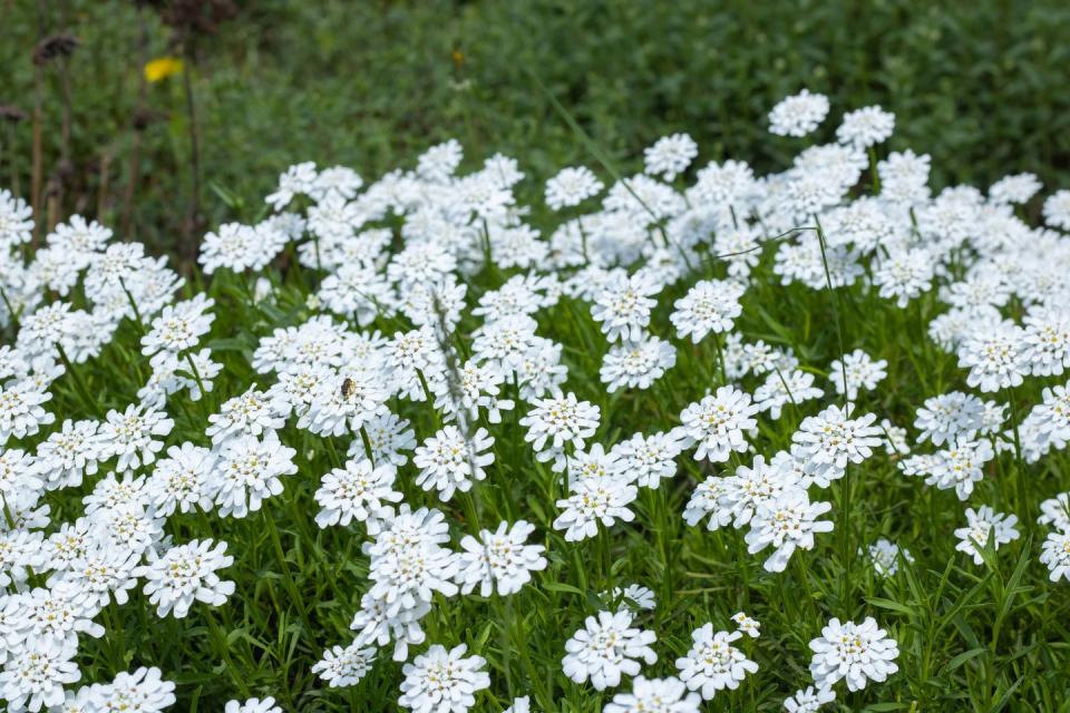 best white flowers candytuft