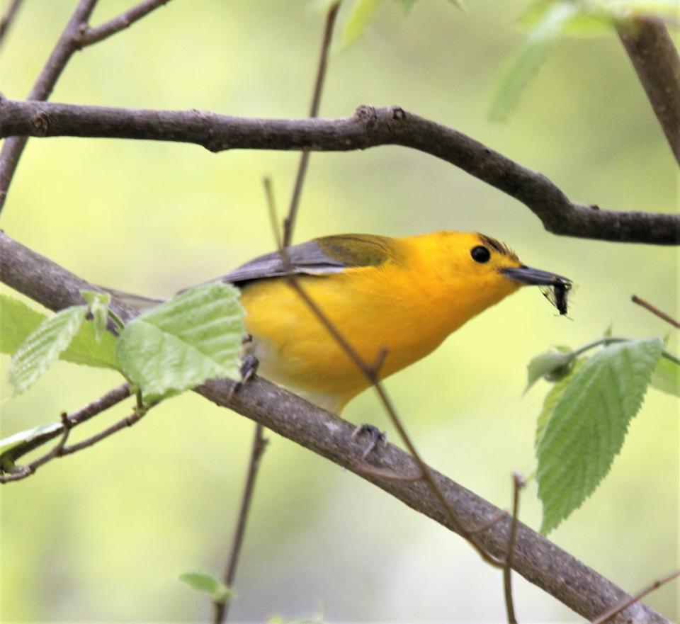 A Prothonotary Warbler at the Glen O. Jones Illinois State Wildlife Area near Garden of the Gods.