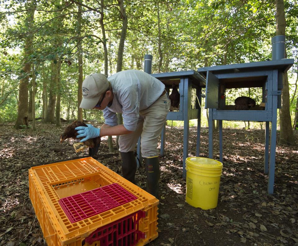 Ryan Ranalli, a seasonal biological aid with Delaware Mosquito Control, places sentinel chickens into a raised pen in order to keep track of the West Nile virus near Milford.