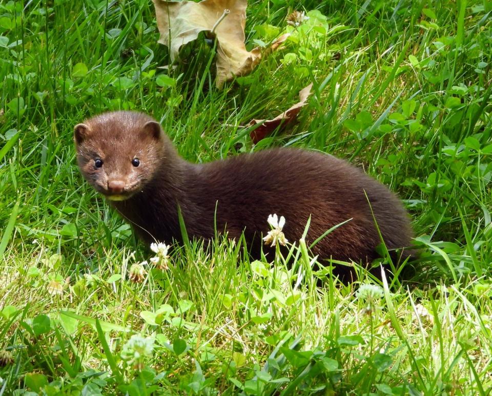 An extremely inquisitive and intelligent predator, the American mink is one of the 65 species of mustelids found around the world. Other mustelids include badgers, ferrets, fishers, otters, martens, polecats, sables, and wolverines.