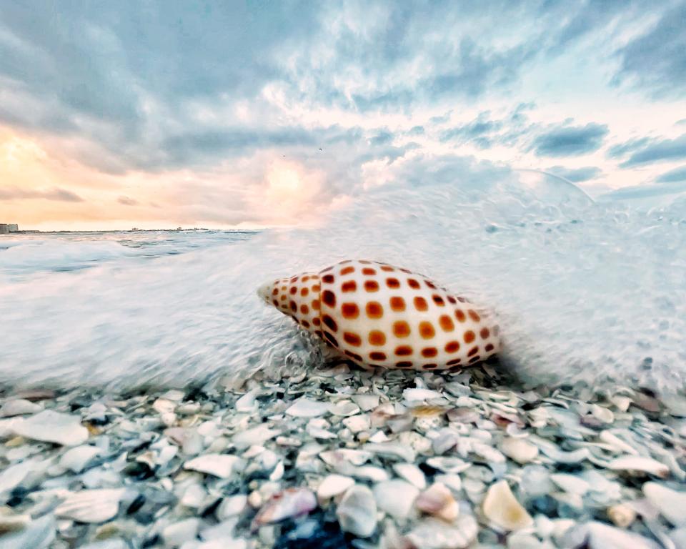 "The Elusive Junonia Seashell" by Diane Fairey won the The Art of Nature category.