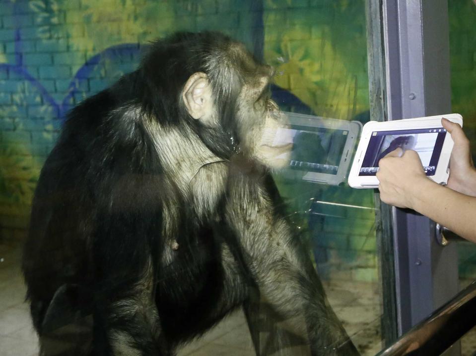 monkey chimpanzee computer tablet