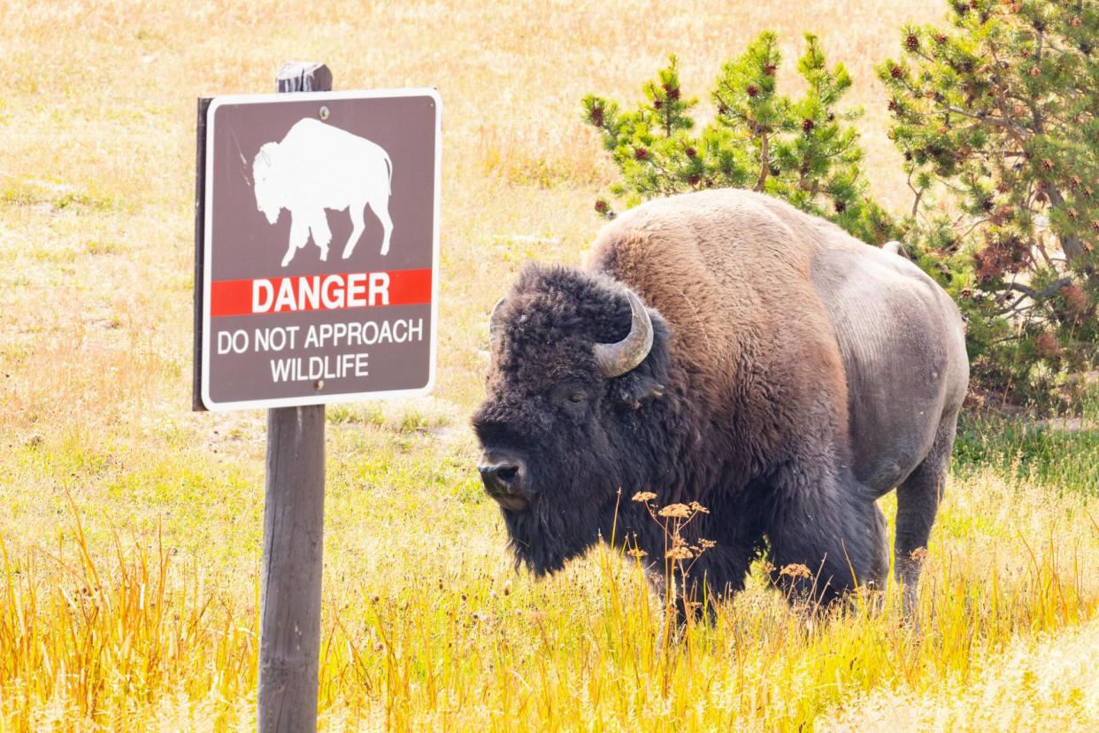 <span>A bison in Yellowstone national park.</span><span>Photograph: Jacob W. Frank/NPS</span>