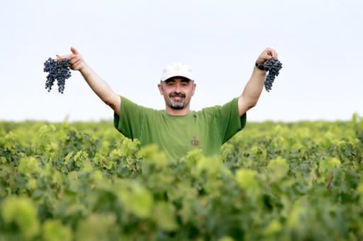 A grape picker at Bordeaux grand cru vineyard Chateau Haut-Brion last August. China is now Bordeaux's number one trading partner, and a recently formed Chinese wine fund plans to spend 100 million euros over the next five years