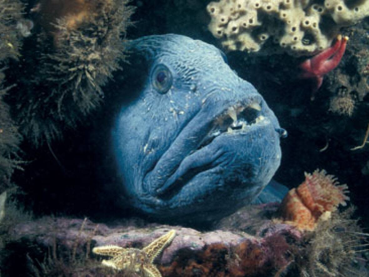 Little-known wolffish species, seen in this file photo from 2017, was examined as part of the study into Saint John's ocean ecosystem.  (DFO - image credit)