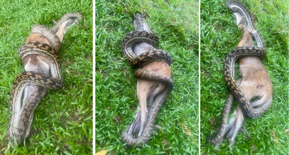 Scrub python trying to eat a wallaby.