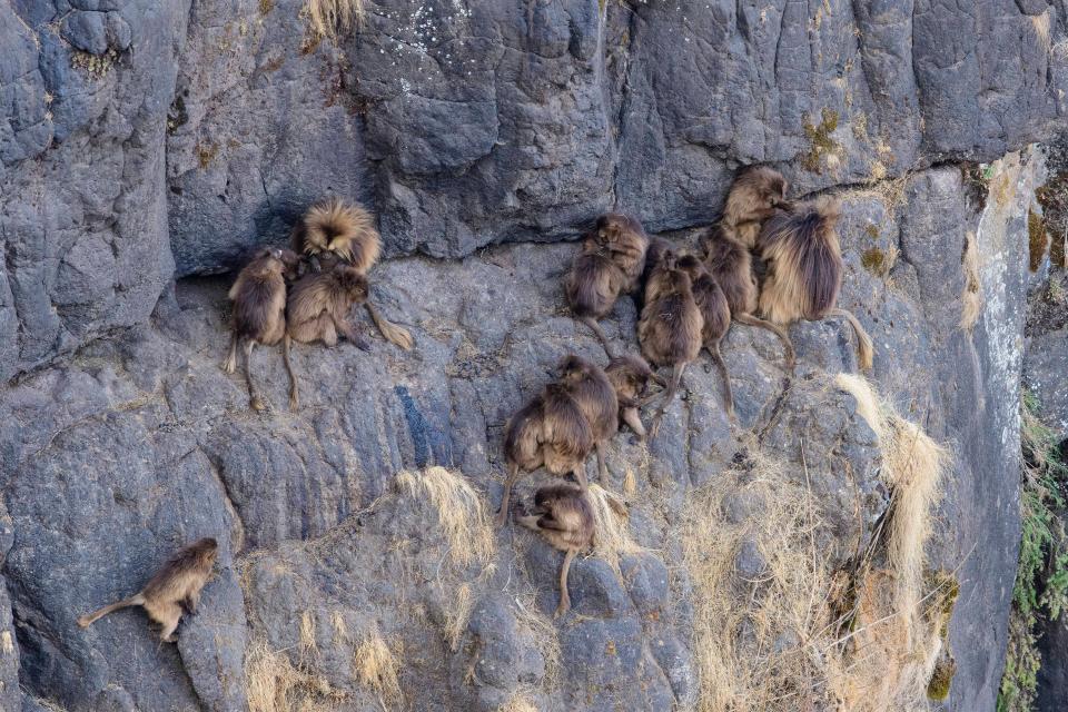 Geladas groom fellow group members on the cliffs of Ethiopia, where they sleep in safety from predators.