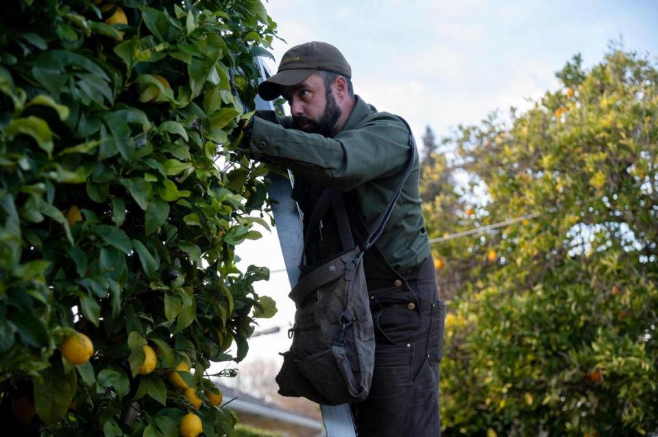 Matthew Ampersand of Community Fruit picks lemons from Mary Quinn’s backyard tree on Tuesday, Jan.18, 2022 in Sacramento. Community Fruit matches good fruit from backyard trees with people fighting food insecurity. Paul Kitagaki Jr./pkitagaki@sacbee.com