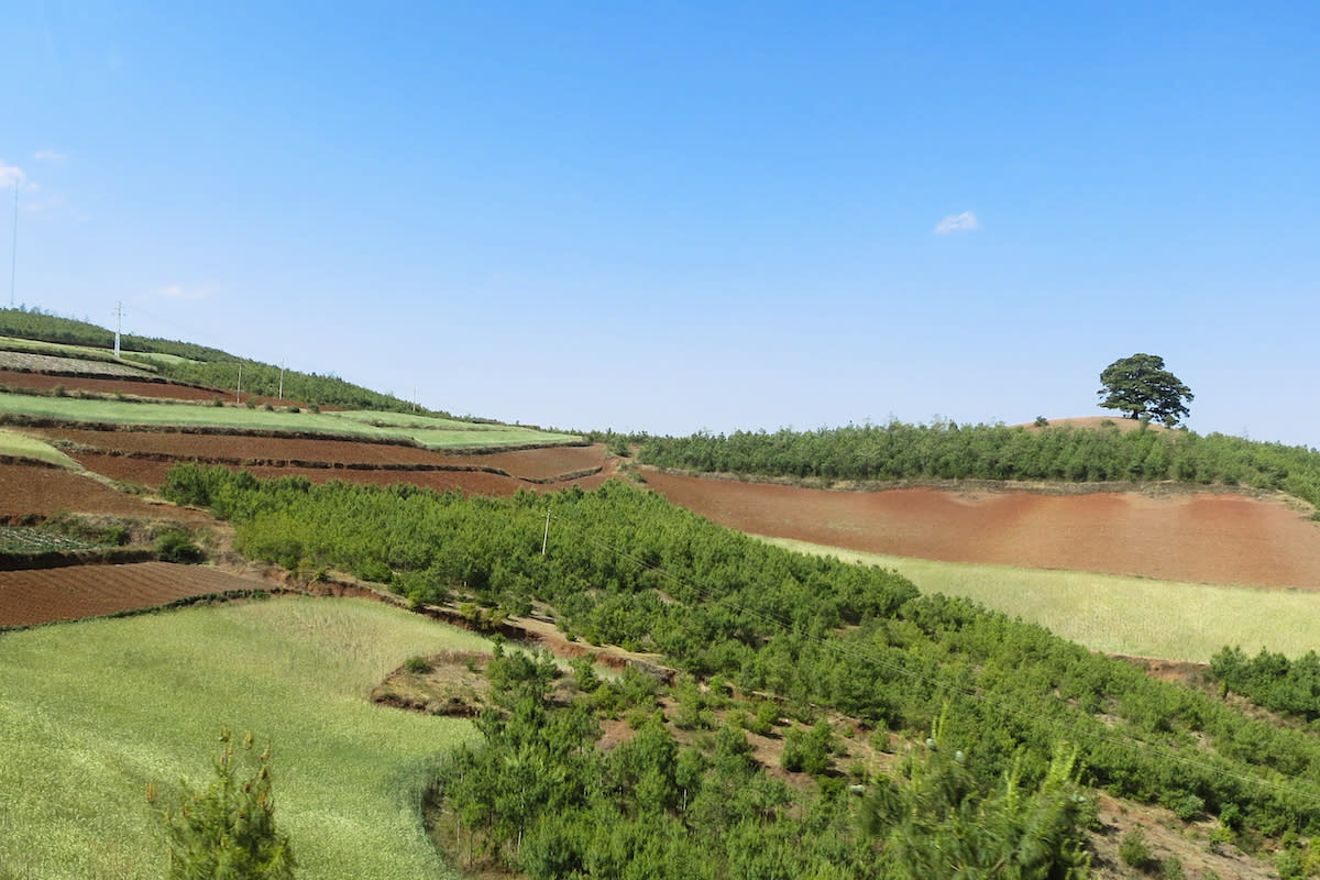 Cropland converted to forest in Yunnan Province, China. CIFOR via Flickr