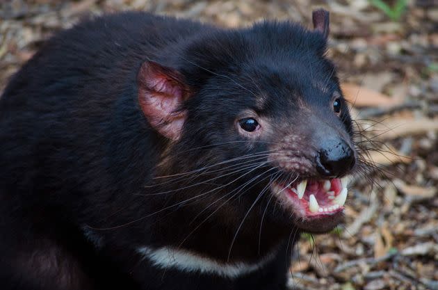 A close-up of a Tasmanian devil.