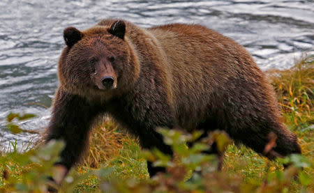 FILE PHOTO: A coastal brown bear walks along the banks of the Chilkoot River near Haines, Alaska October 7, 2014. REUTERS/Bob Strong/File Photo