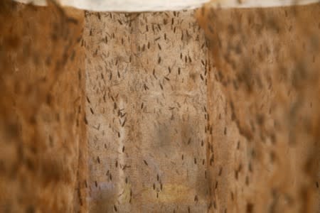 Black soldier flies are seen breeding inside netted enclosures at the Sanergy organics recycling facility near Nairobi