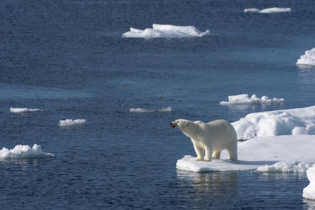 10 Amazing Facts About Polar Bears