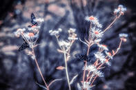 <p>Butterflies and flowers in a forest near Pripyat, Ukraine.(Photo: Vladimir Migutin/Caters News) </p>