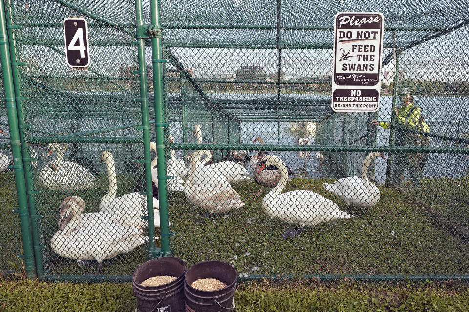 Freshly caught swans are shown in a pen on Lake Morton before medical examinations during the 43rd annual swan roundup Tuesday, Oct. 10, 2023, in Lakeland, Fla. The late Queen Elizabeth II of England gifted the original pair of swans to the city back in 1957. (AP Photo/Chris O'Meara)