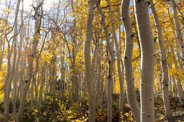 Iamraffnovais / Getty Images Pando in its fall colors