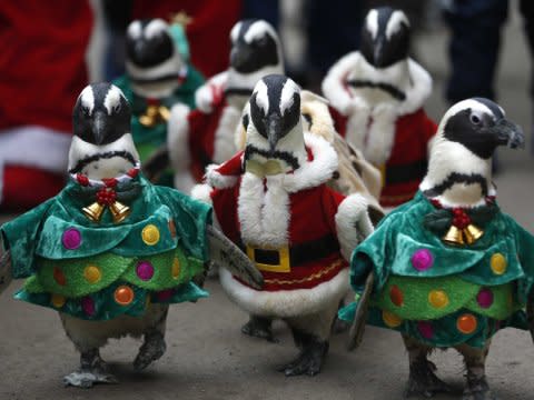 penguins christmas