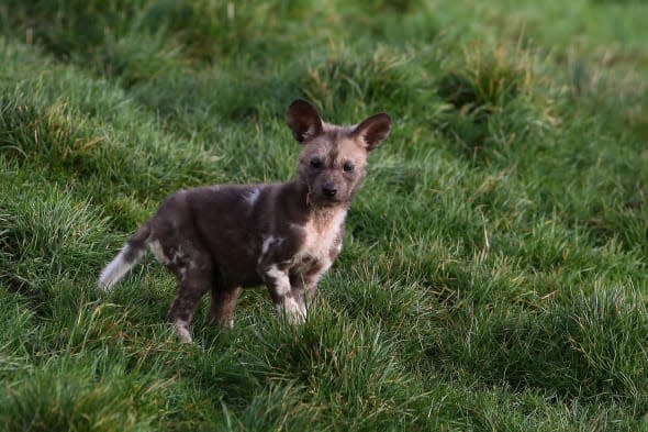 Endangered painted dogs make their park debut (very cute pics)