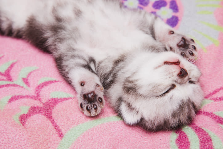 kitten sleeping