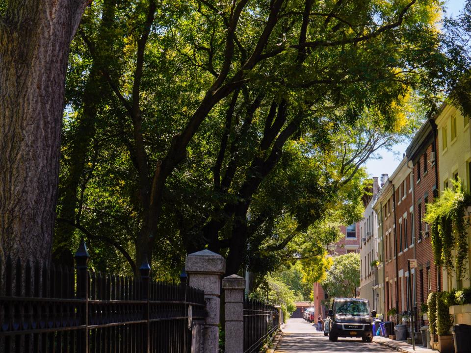 A row of residential mews on a street shaded by trees.