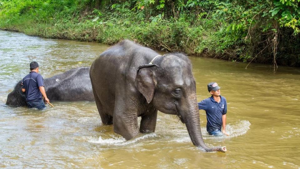 Kuala Gandah Elephant Sanctuary Tour from Kuala Lumpur with Fireflies Night Cruise & Seafood Dinner. (Photo: Klook SG)